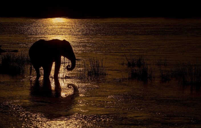 african wildlife silhouettes - Elephant Reflecting