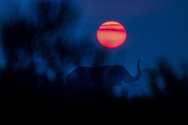 elephant silhouette - Elephant Sunrise