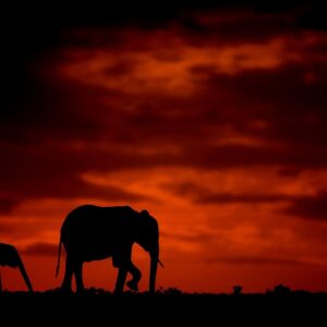 wildlife silhouette photography - Elephant and calf