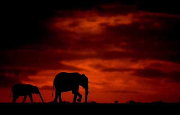 wildlife silhouette photography - Elephant and calf