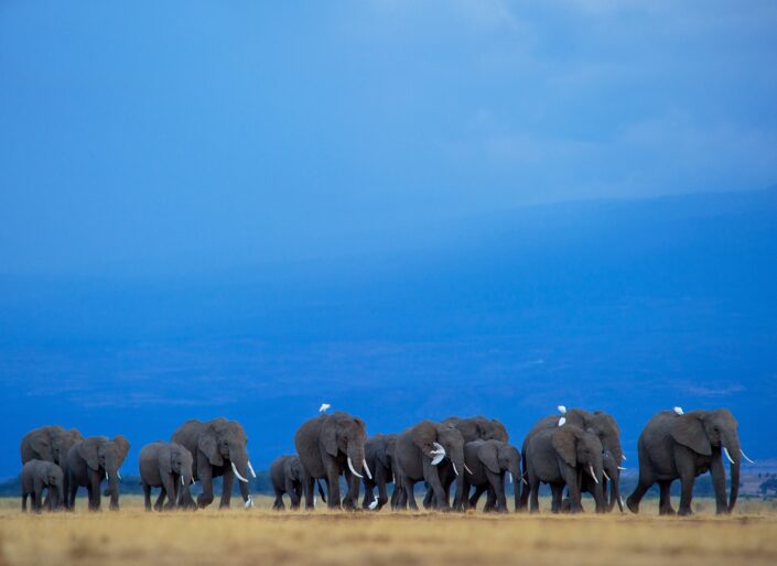 animals in their environment - Elephants and Egrets
