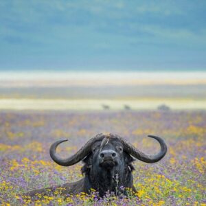 vertical wildlife pano - Ferdinand the Bull Buffalo