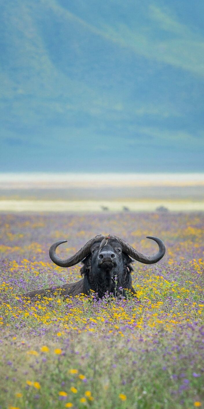 vertical wildlife pano - Ferdinand the Bull Buffalo