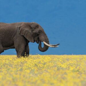panoramic wildlife prints - Fields of Gold
