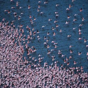fine art wildlife photographer - Fabulous Flamingos