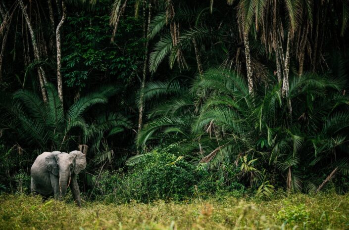 animal in its environment - Forest Elephant