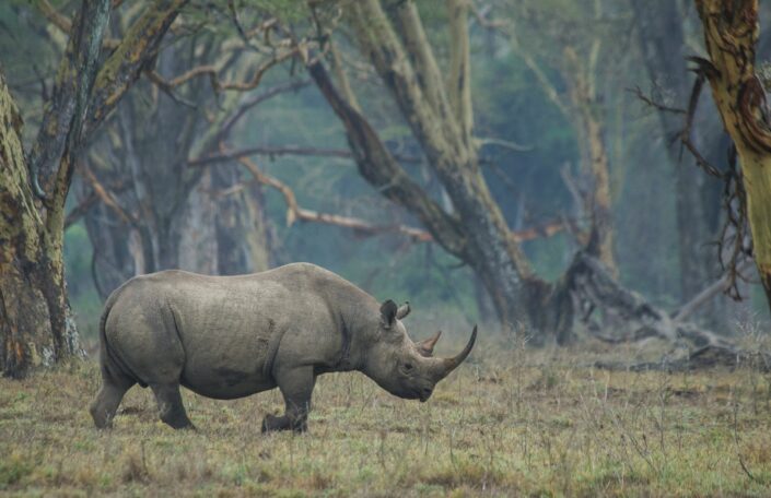 animalscapes - Forest Rhino