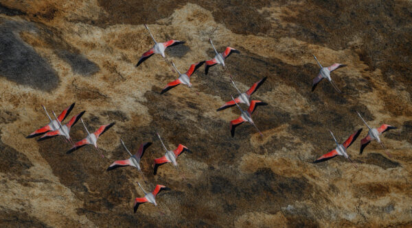 bird art -A Dash of Pink - A small flock of Greater Flamingos pass over the scorched earth below (Kenya's Suguta Valley).