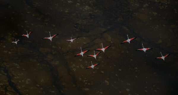 aerial fine art photography - Flamingos in Formation - Pure poetry in motion, a flamingo flock in formation glides over one of Africa's most inhospitable environments - a place they call home (Lake Logipi, northern Kenya).