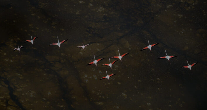 aerial fine art photography - Flamingos in Formation - Pure poetry in motion, a flamingo flock in formation glides over one of Africa's most inhospitable environments - a place they call home (Lake Logipi, northern Kenya).