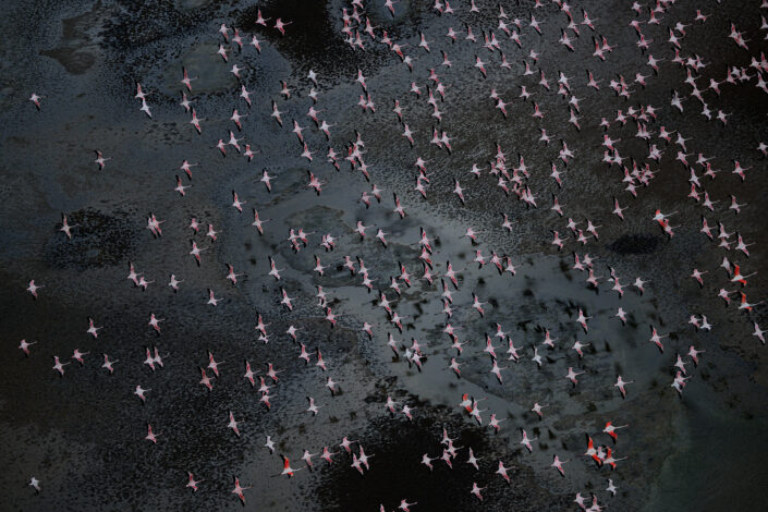 flamingo photography prints -Pink Enigma - Flamingos are perhaps Africa's greatest enigma. Dressed pretty and in pink, these birds inhabit the most inhospitable environments. Moving between Africa's soda lakes at night, you are never quite sure where they will appear. Dazzling, dancing, shy, elusive, colourful and aloof - a marvelous mystery. Photographed here passing over Lake Logipi (northern Kenya).