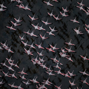 flamingo photography -Flamingos from Above - Like arrows covered in pink plumage the flamingos dart below and from above, it seems that their shadows are barely able to keep up (Lake Logipi, northern Kenya).