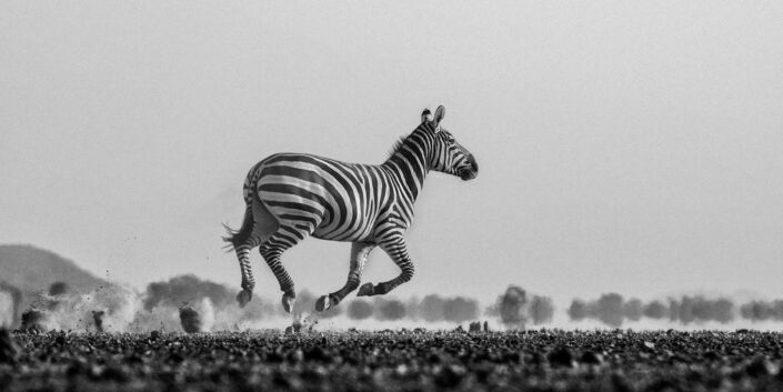 panoramic wildlife photography - Galloping Zebra