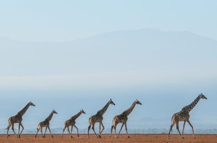 Giraffe Journey fine art wildlife prints