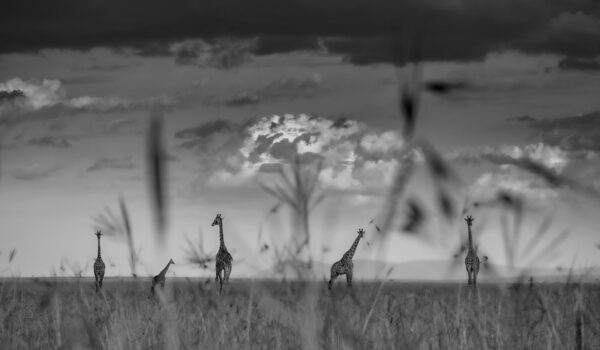 fine art black and white photographers - Giraffe Plains