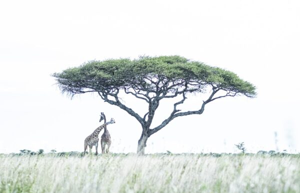 high key wildlife photo - Giraffes Beneath the Acacia (2)
