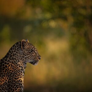 african wildlife photography art - Golden Leopard