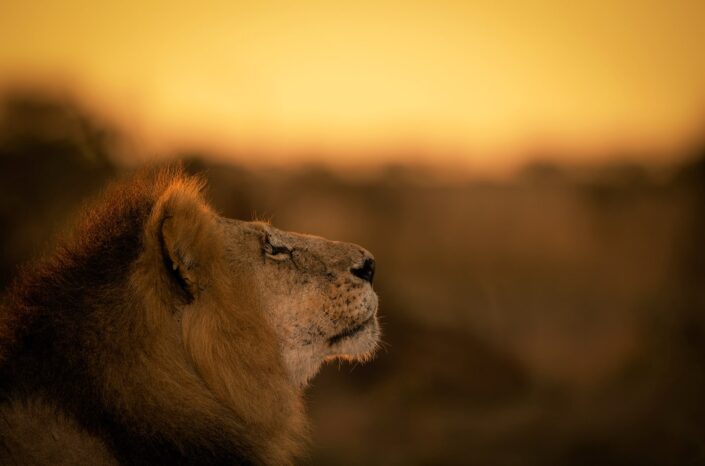 african wildlife photography prints - Golden Lion