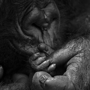 GDT master print photography - Hand in Hand - Gorilla wall art