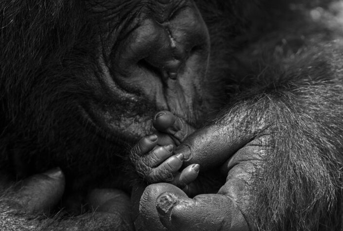 GDT master print photography - Hand in Hand - Gorilla wall art