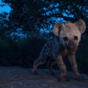 gdt signature print - Hyena Cub