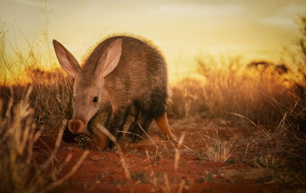 greg du toit signature print - Kalahari Aardvark