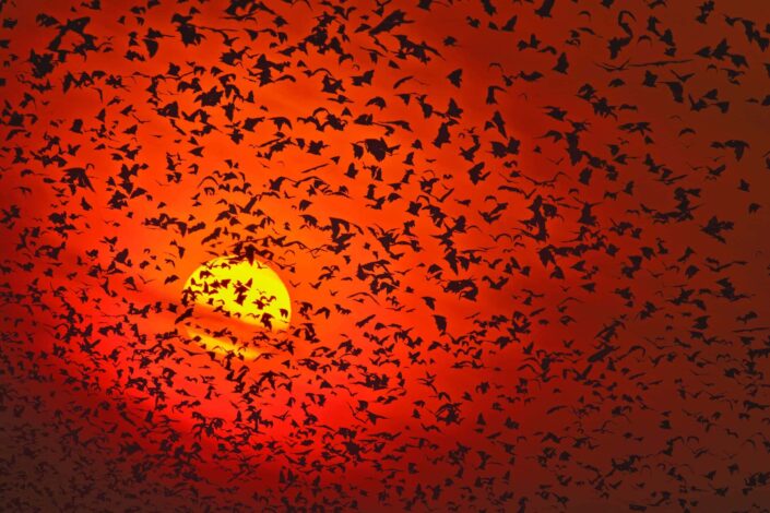 African fine art photography prints - Bats