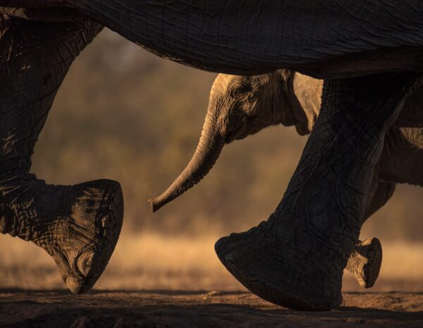 Baby elephant fine art photographic print by Greg du Toit