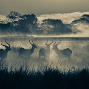 creative wildlife photo - Lechwes in the Mist (monotone)