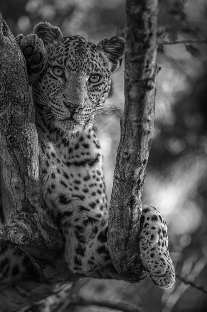 black and white wildlife photographer - Leopard Looking On