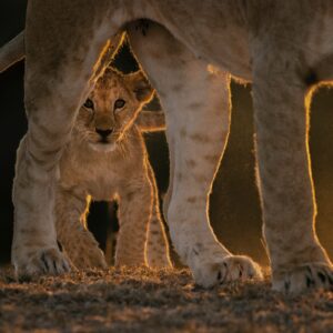 GDT master photographic print - Mara Lion Cub