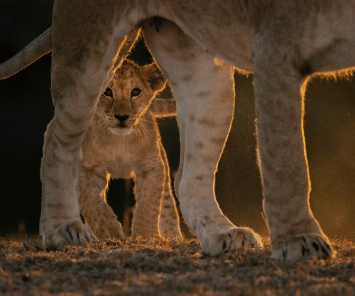 GDT master photographic print - Mara Lion Cub