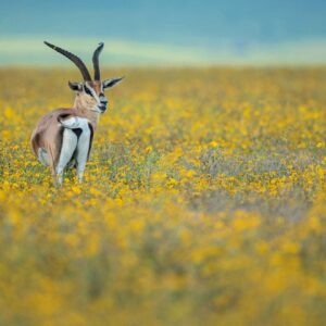 panoramic wildlife print from Africa - Ngorongoro Gazelle