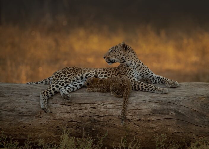 Leopard fine art photographic print