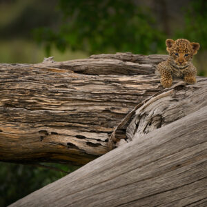 cute wildlife photo prints - leopard cub playing peekaboo by wildlife photographer greg du toit