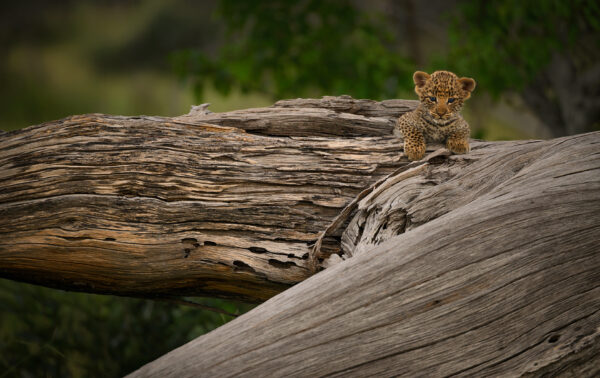 cute wildlife photo prints - leopard cub playing peekaboo by wildlife photographer greg du toit