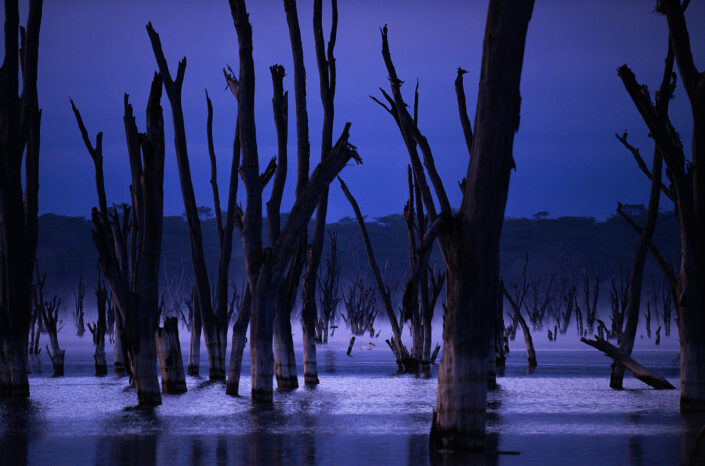 Africa bird photography - a pelican on Kenya's Lake Nakuru