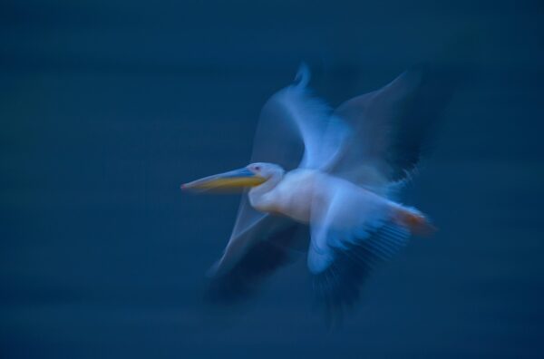 african wildlife photography art - Pelican in Motion