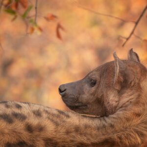 Hyena fine art wildlife print