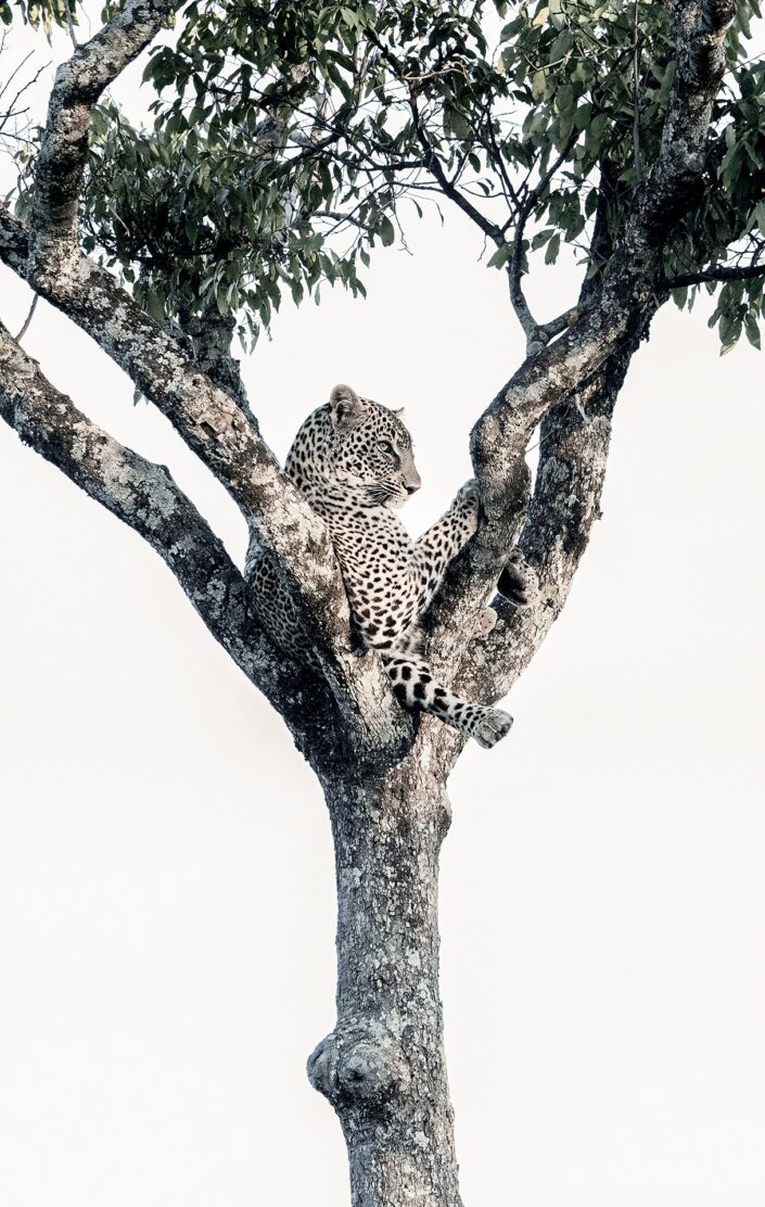 high key wildlife photography - Reclining Leopard