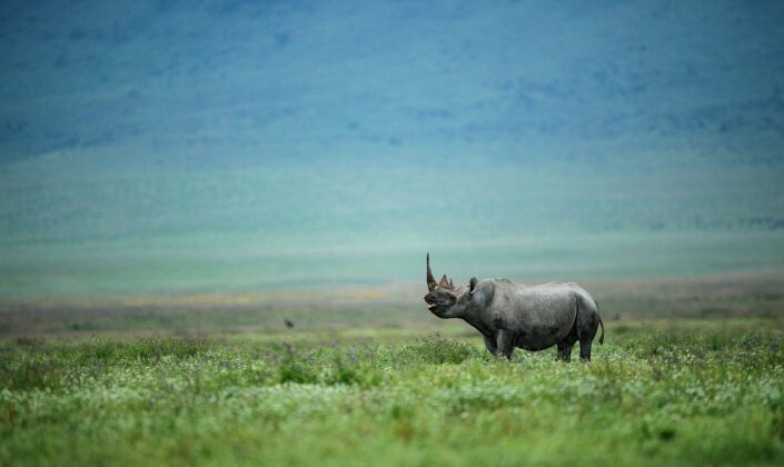 fine art wildlife photography - Rhino Bliss