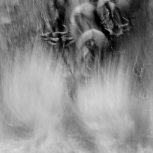 world's best wildlife photographer - this black and white wildebeest crossing photo placed in the wildlife photographer of the year competition.