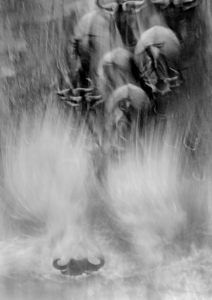 world's best wildlife photographer - this black and white wildebeest crossing photo placed in the wildlife photographer of the year competition.