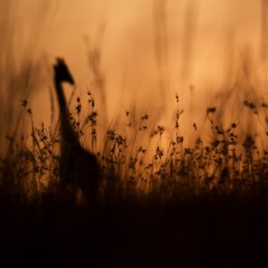 Savannah Silhouette – African wildlife fine art print