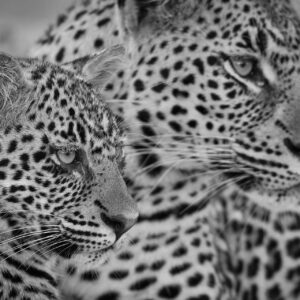 African wildlife artist - Leopard spitting Image