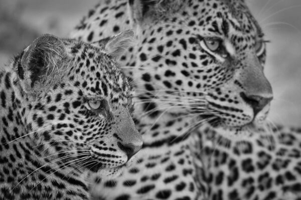 African wildlife artist - Leopard spitting Image