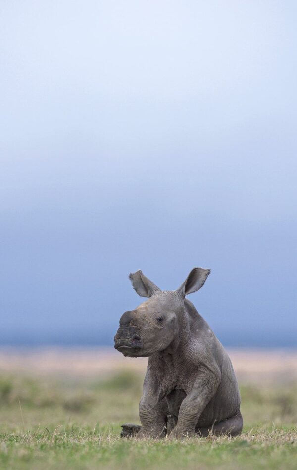 african wildlife photography - Rhino Taking a Load Off