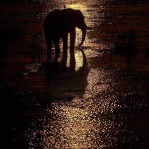 wildlife silhouette photography - The Crossing