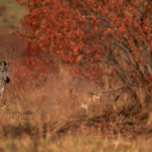 Africa in Autumn wildlife photography - Fine art prints