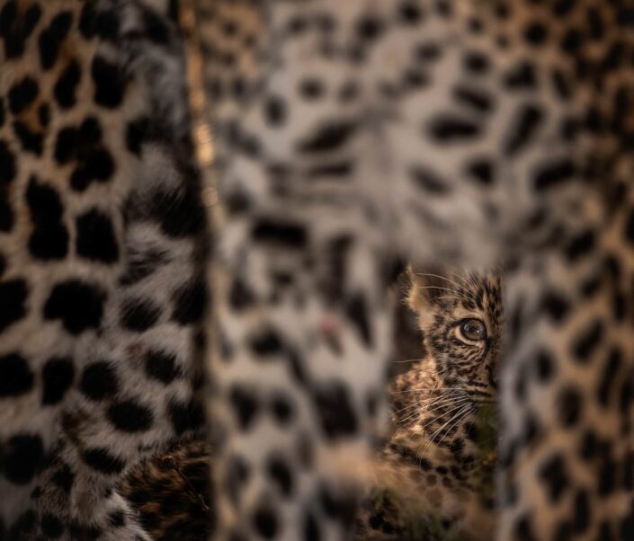 limited edition leopard photographic wall art print - Through Mum's Legs